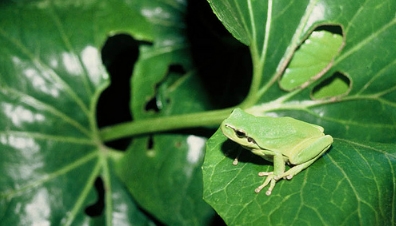 Celebrating biodiversity