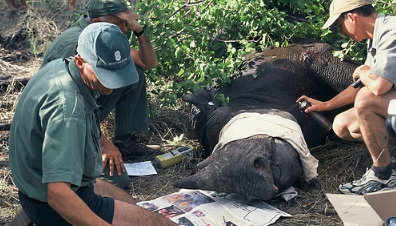 Fixing a tracking transmitter to a black rhino